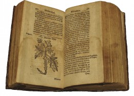Altes, vergilbtes, dickes Buch. Aufgeschlagen. Zu sehen ist ein Text und die Zeichnung einer Pflanze.