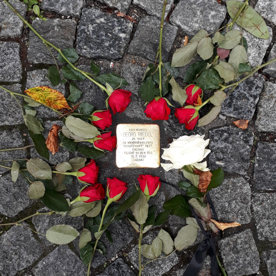 Stolperstein von Georg Riedel umrandet von roten Rosen