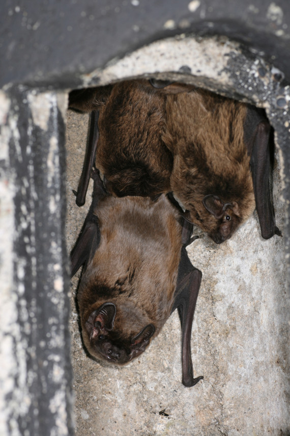 Drei Flederm&auml;use h&auml;ngend an einem Vorsprung