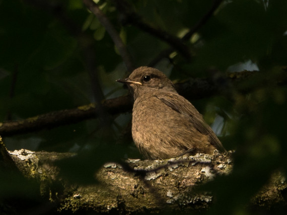 Ein Vogel sitzend in einem Baum